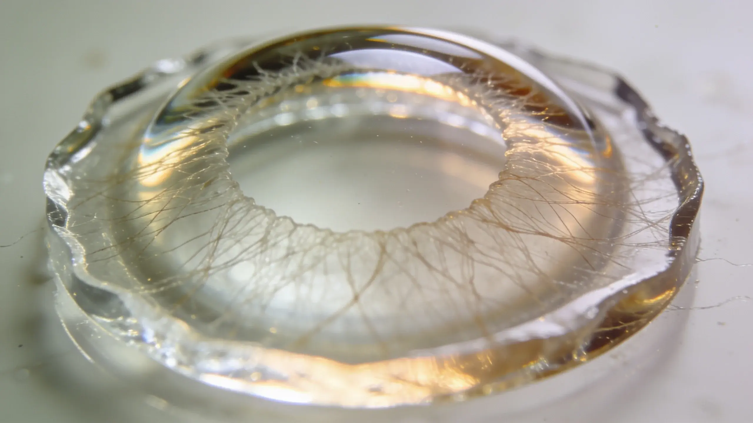 Macro shot of translucent cornea-bioprint sample under brightfield